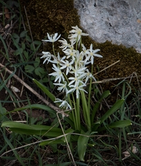 Scilla cilicica