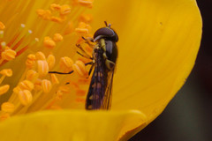 Allograpta borbonica