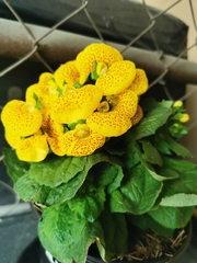 Calceolaria × herbeohybrida