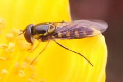Allograpta borbonica