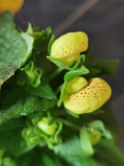 Calceolaria × herbeohybrida