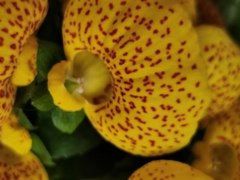 Calceolaria × herbeohybrida