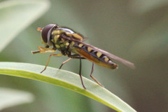 Allograpta borbonica