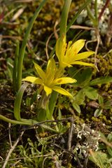 Gagea granatellii