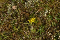 Gagea granatellii