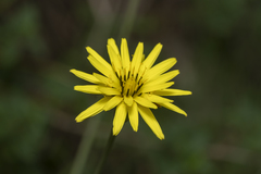 Pseudopodospermum elatum