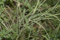 Pseudopodospermum elatum