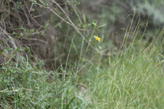 Pseudopodospermum elatum