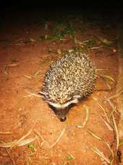 Atelerix frontalis frontalis