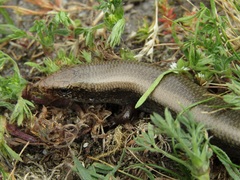 Chalcides bedriagai