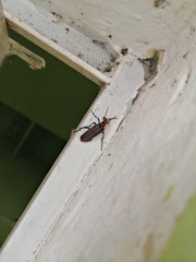 Pyrota tenuicostatis