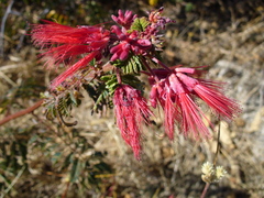 Calliandra peninsularis