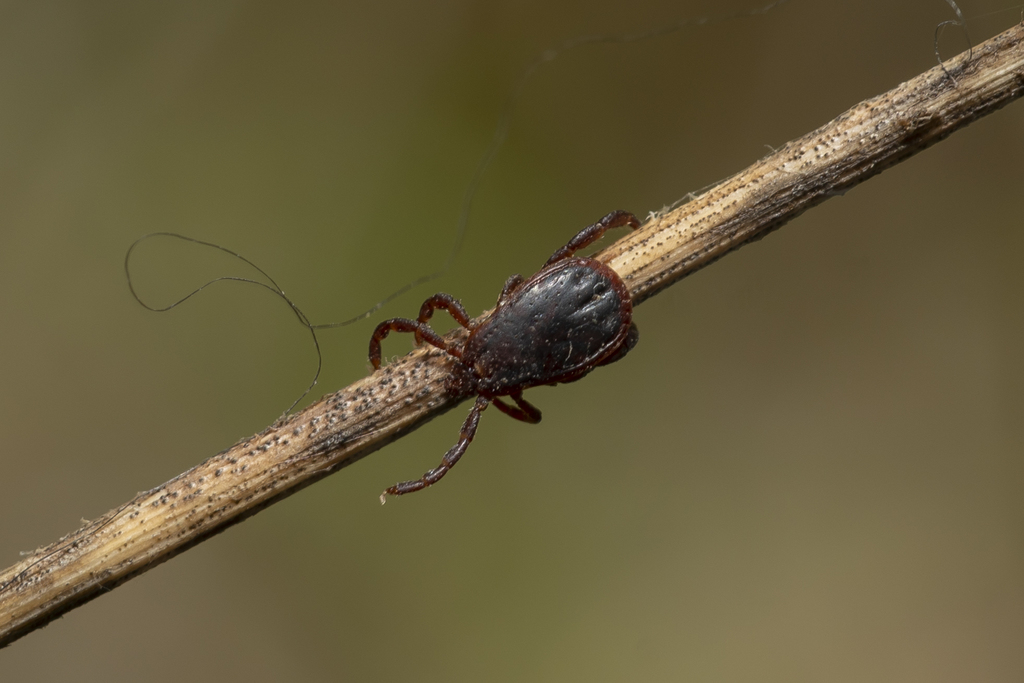 Brown dog tick (Rhipicephalus sanguineus)