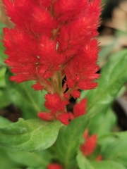 Celosia argentea plumosa