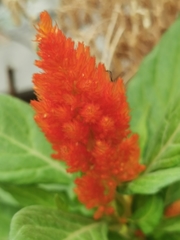 Celosia argentea plumosa