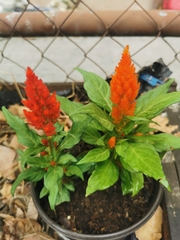 Celosia argentea plumosa