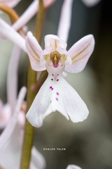 Orchis troodi