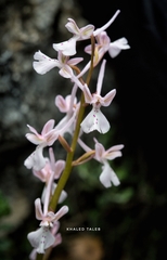 Orchis troodi