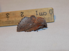 Phyllodesma occidentis