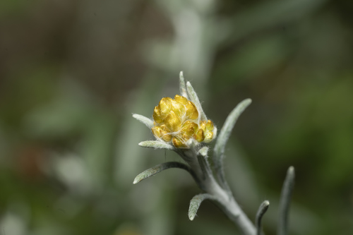 Yellow amaranth (Helichrysum stoechas)