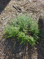 Thymus × citriodorus