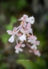 Orchis troodi