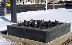 Columba livia domestica