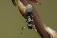 Camponotus kiesenwetteri