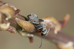 Camponotus kiesenwetteri