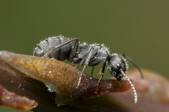Camponotus kiesenwetteri