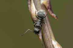 Camponotus kiesenwetteri
