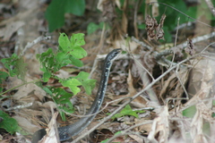 Coluber constrictor anthicus