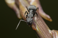 Camponotus kiesenwetteri