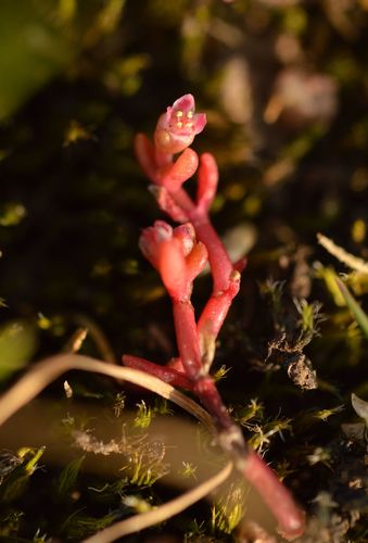 Procrassula mediterranea Jord. & Fourr. 3