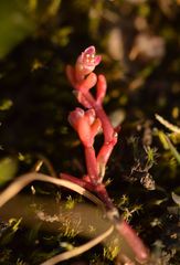 Crassula vaillantii