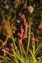 Crassula vaillantii