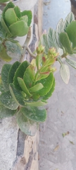 Kalanchoe
