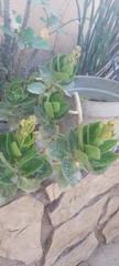 Kalanchoe