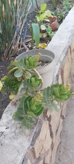 Kalanchoe