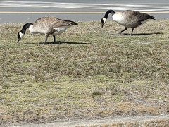 Branta canadensis