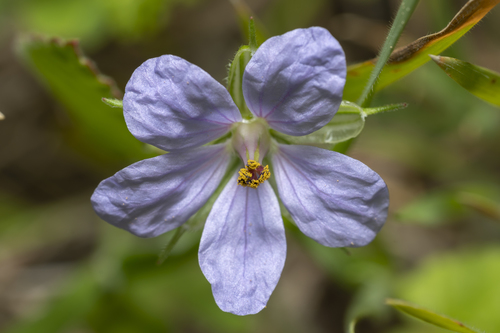 Iranian stork's bill (Erodium gruinum)