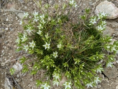 Eremogone hookeri hookeri