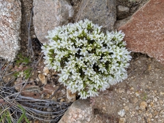 Eremogone hookeri hookeri