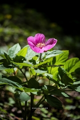 Paeonia mascula