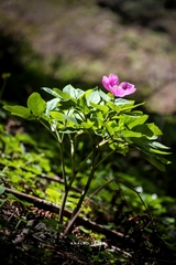 Paeonia mascula