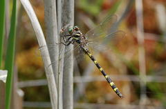 Cordulegaster bilineata