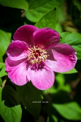 Paeonia mascula