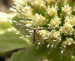 Amblyptilia punctidactyla
