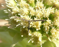 Amblyptilia punctidactyla