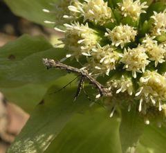 Amblyptilia punctidactyla